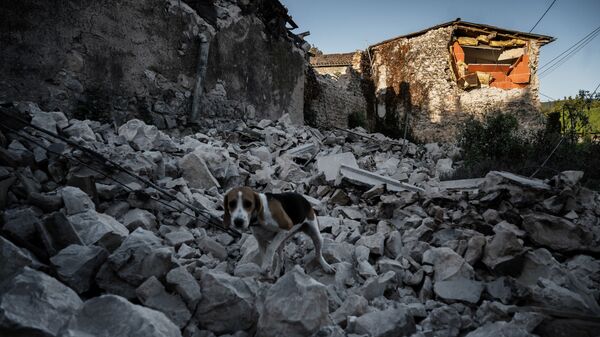 Собака на руинах дома после землетрясения в квартале Рувьер в Ле-Тейле на юго-востоке Франции - Sputnik Азербайджан