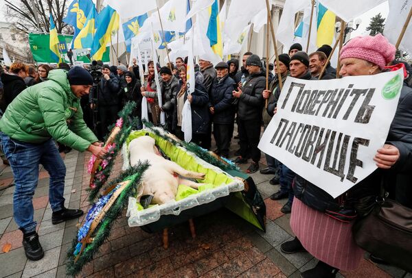 Мертвая свинья в гробу на акции у здания Верховной рады в Киеве - Sputnik Азербайджан