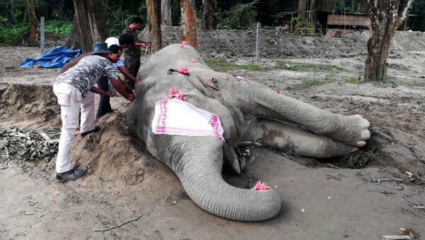 В Индии умер слон-убийца по кличке бен Ладен - Sputnik Азербайджан
