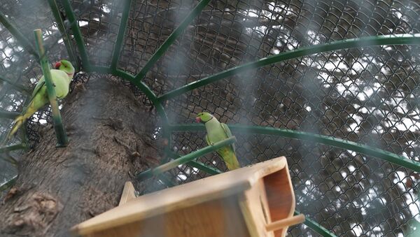 Кольчатые попугаи в обновленном парке, расположенном на проспекте Ататюрка в Баку - Sputnik Азербайджан