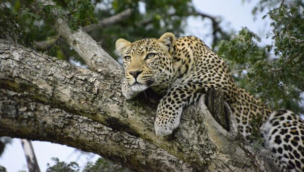 Леопард, фото из архива - Sputnik Азербайджан