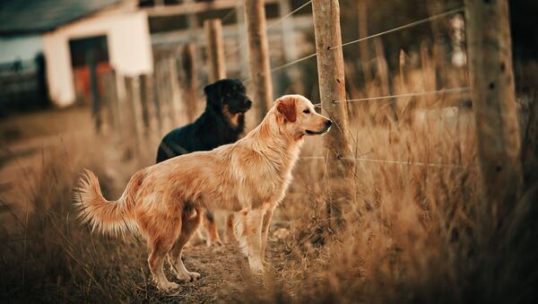 Собаки, фото из архива - Sputnik Азербайджан