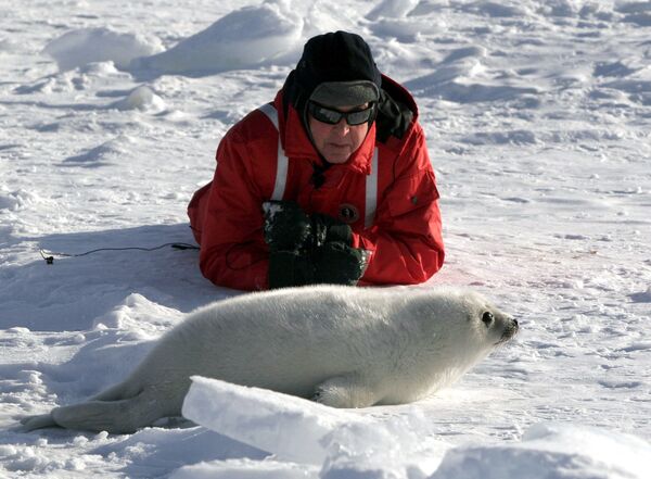 Музыкант Пол Маккартни наблюдает за детенышем гренландского тюленя в заливе Св. Лаврентия, Канада - Sputnik Азербайджан