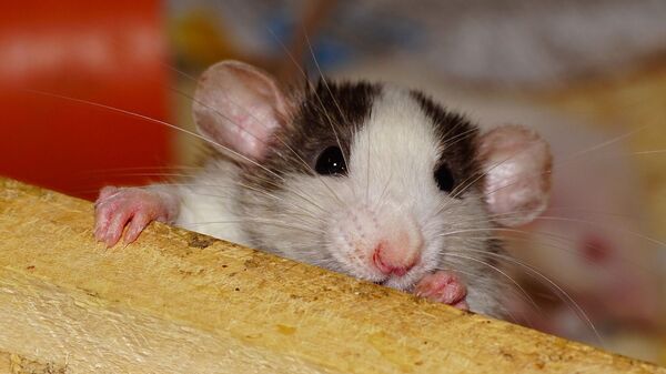Любопытная крыса, фото из архива - Sputnik Азербайджан