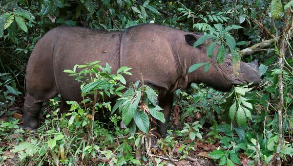 Суматранский носорог, фото из архива - Sputnik Azərbaycan
