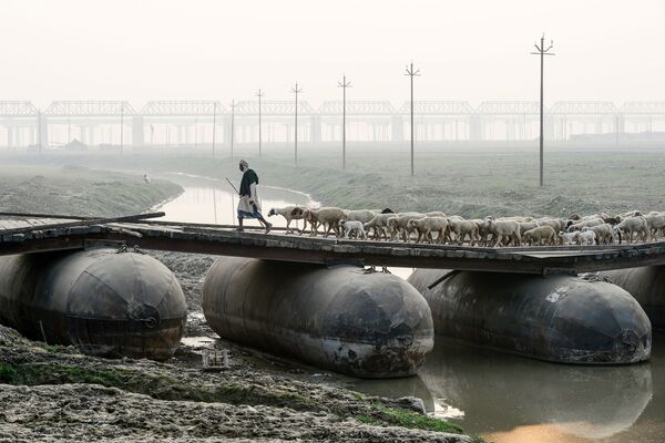Пастух cо стадом овец на понтонном мосту в Аллахабаде, Индия - Sputnik Азербайджан
