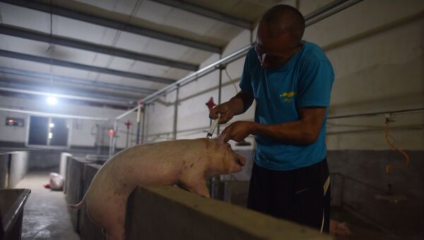 Мужчина прививает свинью на ферме в Китае - Sputnik Азербайджан