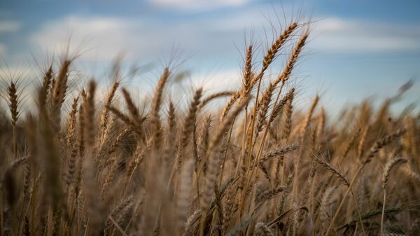 Пшеничное поле, фото из архива - Sputnik Азербайджан
