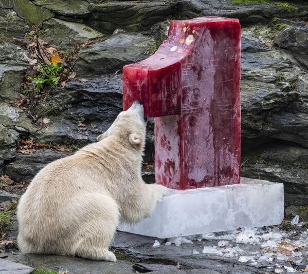 Белая медведица Hertha, грызущая фруктовый лед в зоопарке Берлина - Sputnik Азербайджан