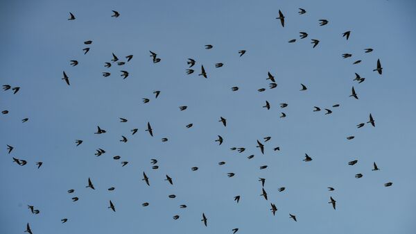 Стая птиц, фото из архива - Sputnik Азербайджан