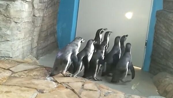 Для пингвинов провели зарядку в Приморском океанариуме - Sputnik Азербайджан