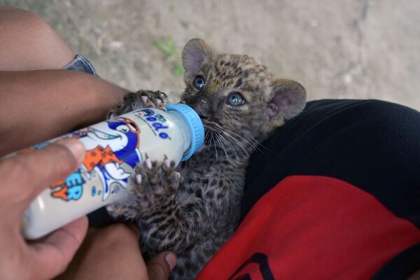 Спасенного от контрабандистов детеныша леопарда кормят из бутылки в провинции Риау, Индонезия - Sputnik Азербайджан