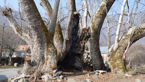 Oğuzda 350 ildən artıq yaşı olması hesab edilən çinar ağacı - Sputnik Azərbaycan