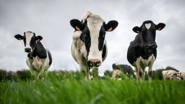 Коровы на ферме, фото из архива - Sputnik Азербайджан