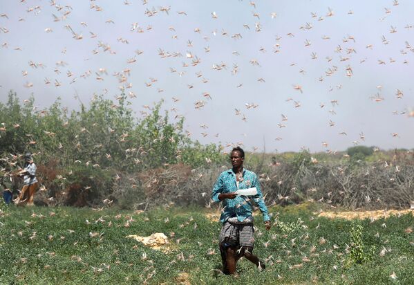 Сомалийский фермер во время нашествия саранчи недалеко от города Дусамареб - Sputnik Азербайджан