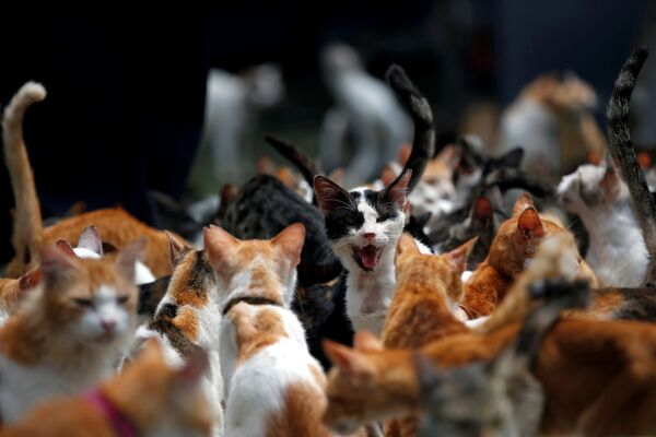 Кошка во время обеда в кошачьем приюте в Индонезии  - Sputnik Азербайджан