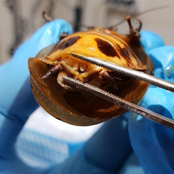 Рожающий таракан во время операции в ветеринарной клинике в Красноярске - Sputnik Азербайджан