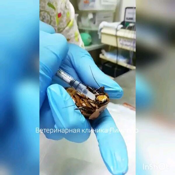 Рожающий таракан во время операции в ветеринарной клинике в Красноярске - Sputnik Азербайджан