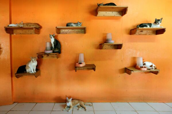 Коты в приюте «Rumah Kucing Parung» в Богоре, Индонезия - Sputnik Азербайджан