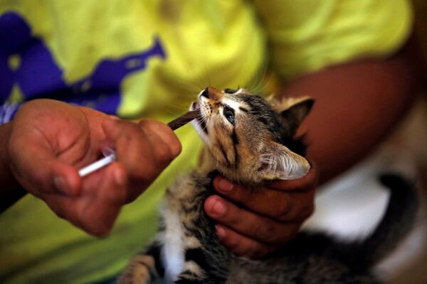 Лечение кота в приюте «Rumah Kucing Parung» в Богоре, Индонезия - Sputnik Азербайджан