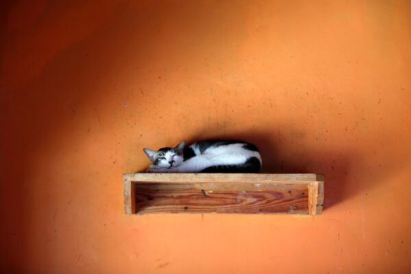 Кот в приюте «Rumah Kucing Parung» в Богоре, Индонезия - Sputnik Азербайджан