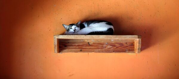 Кот в приюте «Rumah Kucing Parung» в Богоре, Индонезия Кот в приюте «Rumah Kucing Parung» в Богоре, Индонезия - Sputnik Азербайджан