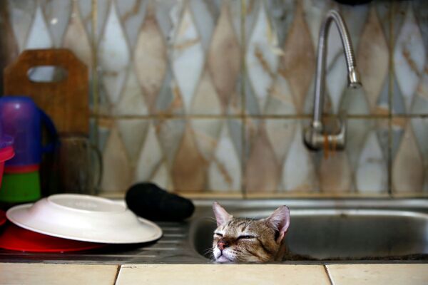 Кот в раковине на кухне приюта «Rumah Kucing Parung» в Богоре, Индонезия - Sputnik Азербайджан