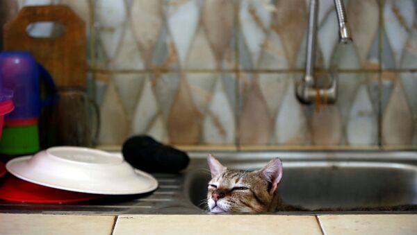 Кот в раковине на кухне приюта «Rumah Kucing Parung» в Богоре, Индонезия - Sputnik Azərbaycan