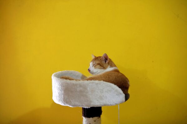 Кот в приюте «Rumah Kucing Parung» в Богоре, Индонезия - Sputnik Азербайджан