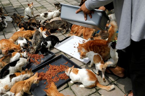 Владелец кошачьего приюта с котами в Индонезии  - Sputnik Азербайджан