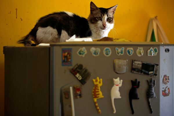 Кот на холодильнике в кошачьем приюте в Индонезии  - Sputnik Азербайджан