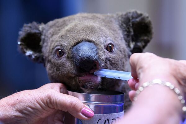 Спасенная коала во время процедур в австралийском городе Порт-Маккуори - Sputnik Азербайджан