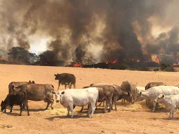 Стадо коров на пастбище во время пожара на острове Кенгуру, Австралия - Sputnik Азербайджан