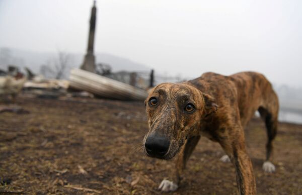 Собака на месте сгоревшего дома в Австралии - Sputnik Азербайджан