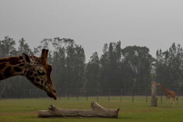 Жирафы в зоопарке на фоне дыма от лесных пожаров - Sputnik Азербайджан