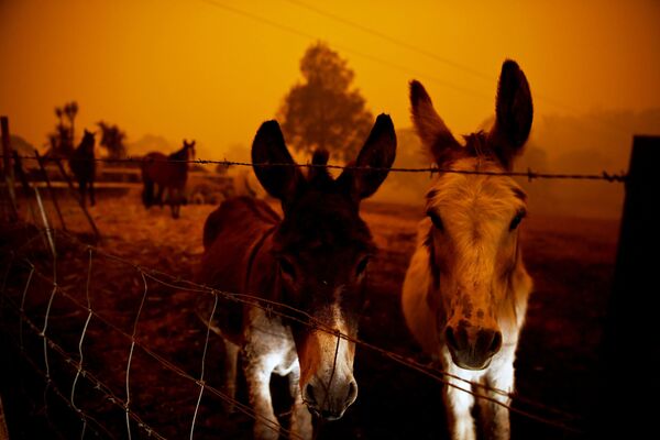 Животные во время лесных пожаров в Австралии - Sputnik Азербайджан