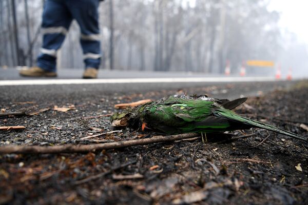 Попугай, погибший в результате лесных пожаров - Sputnik Азербайджан