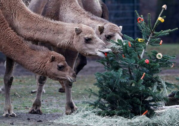 Верблюды в зоопарке Tierpark в Берлине - Sputnik Азербайджан