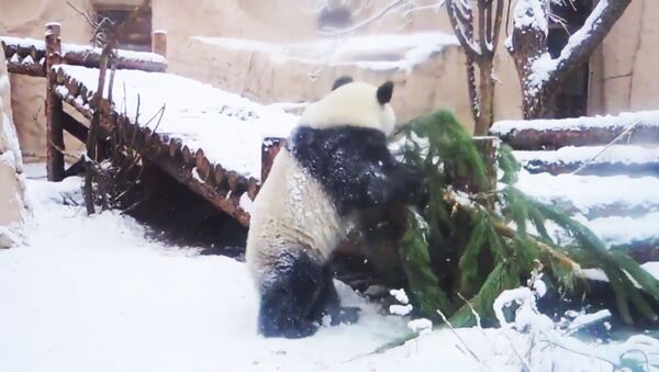 Панда в Московском зоопарке играет с заснеженной елкой - Sputnik Азербайджан