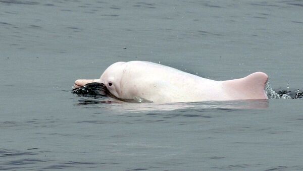 Белый дельфин, фото из архива - Sputnik Azərbaycan