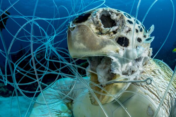 Снимок The Victim фотографа Shane Gross, победивший в номинации Conservation конкурса 2019 Ocean Art Underwater Photo - Sputnik Азербайджан