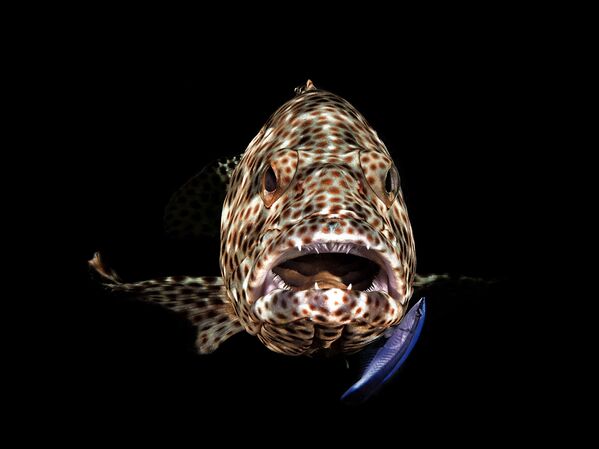 Снимок Open Mouth Grouper фотографа Ferenc Lorincz, занявший первое место в категории Compact Behavior конкурса 2019 Ocean Art Underwater Photo - Sputnik Азербайджан