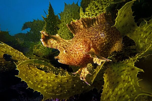 Снимок Blended фотографа Talia Greis, победивший в номинации Compact Wide Angle конкурса 2019 Ocean Art Underwater Photo - Sputnik Азербайджан