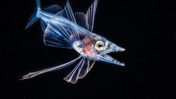 Снимок Snaketooth Swallower фотографа Fabien Michenet, победивший в номинации Blackwater конкурса 2019 Ocean Art Underwater Photo - Sputnik Азербайджан