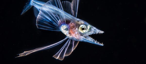 Снимок Snaketooth Swallower фотографа Fabien Michenet, победивший в номинации Blackwater конкурса 2019 Ocean Art Underwater Photo - Sputnik Азербайджан