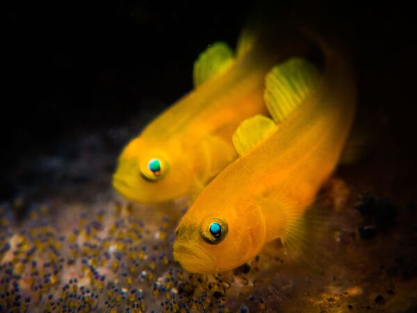 Снимок Lemon Goby фотографа Stan Chen, победивший в номинации Compact Macro конкурса 2019 Ocean Art Underwater Photo - Sputnik Азербайджан