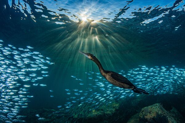 Снимок Strange Encounters фотографа Hannes Klostermann, занявший четвертое место в категории Marine Life Behavior конкурса 2019 Ocean Art Underwater Photo - Sputnik Азербайджан