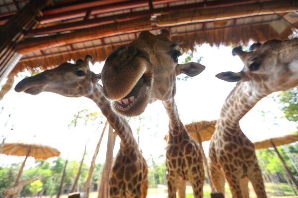 Жирафы в Vinpearl Safari park во Вьетнаме - Sputnik Азербайджан