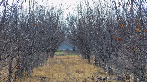 Mülayim hava şəraiti nəticəsində ağaclar quruyur - Sputnik Азербайджан