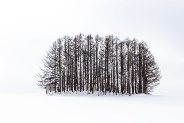 Снимок Winter landscapes of Biei, Japan фотографа Anthony Lawrence, победивший в конкурсе 2019 Photographer of the Year Presented by Panasonic.  - Sputnik Азербайджан